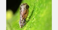HLB vector detected on the Greek island of Rhodes