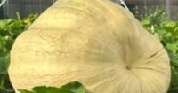 A Seattle man’s secret to growing the largest pumpkin at the Spokane Interstate Fair is no secret at all