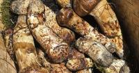 Bhutan's matsutake emerge as hidden treasure for Japanese buyers