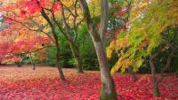 Gloucestershire woodland 'perfect for autumn walks' has Japanese maples and treetop walkway