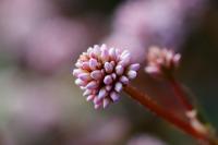 Conservation Commission Seeks Stronger Plan to Address Japanese Knotweed in Swampscott