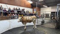 Demand for Austrian genes at Cream of Fleckvieh Sale