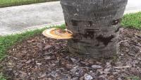 Ganoderma butt rot sounds bad. For your Florida palms, it's fatal 