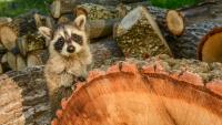 US wildlife official says endangered animals can be killed, so long as they aren't the target