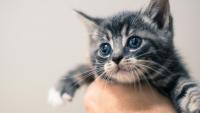 This New Jersey Kitten Survived An 800-Mile Ride Under A Car