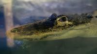 Texas park's alligator has quietly roamed its pond for 15 years, police chief says