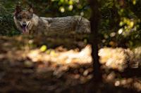 Wolves and jackals on the outskirts of Greece’s cities