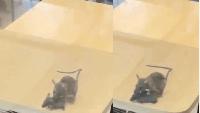 Rats filmed running across tables at Rajkot McDonald's, civic body takes action