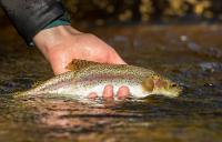 Washington State University to apply pooled funds to rainbow trout aquaculture research