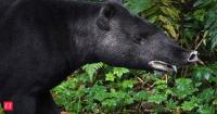In 1967, Los Angeles Zoo began breeding mountain tapirs from one pair, and the effort still shapes the species today