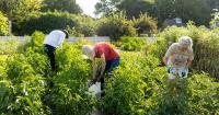 Community gleaning: The Arboretum’s partnership with Glean Kentucky helps feed Fayette County families