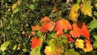 Warm days, cool nights: A Vermont foliage season update