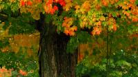 Warm days, cool nights: A New Hampshire fall foliage season update