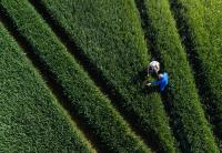 £233 million Sustainable Farming Incentive Fund opens to support resilie...