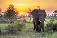 Why South Africans, not international tourists, are driving domestic tourism