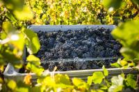 New Zealand wines see sales and export growth