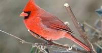 Geneva seeks bird photos after Bird City Illinois designation