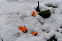 Season's First Snow Falls in Romania's Southern Carpathians