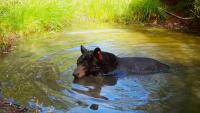 Wildlife management should be based on science not emotion (Opinion)