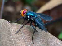 Scientists test FDA-approved drug against New World screwworm