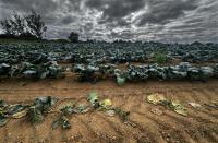 Climate change worsened Ireland's July drought conditions, new research suggests