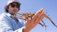 South Australia algal bloom leaves thousands of sea dragons, seahorses, and pipefishes dead