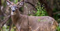 Kentucky working strategically to limit Chronic Wasting Disease