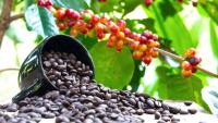 Ethiopia seeks world’s largest producer of arabica coffee status