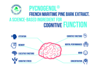Pycnogenol® Offers Clinically Backed Cognitive Support Across Generations