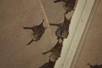 These Small, Stealthy Bats Use High-Frequency Vocalizations to Keep Their Chatter Out of the Range of Predators and Prey