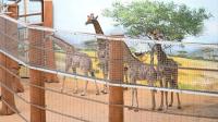 South Africa sends black rhinos to Botswana