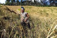 WHO classifies El Niño health impact Grade Three emergency in Africa