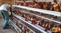 Farmer’s 100 chicks grow into 3,000 layers in Busia