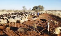 Sheep farmers seek producer-owned company shares