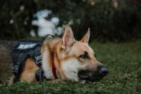 ACPD getting new K9 to sniff out concealed electronics