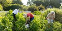 UK Arboretum and Glean Kentucky provide food to Lexington community