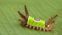 10 Harmful Massachusetts Bugs to Avoid