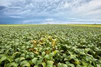 Socio-Environmental Passport Seeks to Protect Brazilian Agribusiness from New EU Barrier
