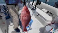 Florida anglers get 14-day red snapper season in October