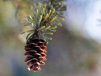 Gather Tree Seeds For Minnesota DNR & Get Paid