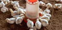 National seminar highlights strategies to strengthen Dominica’s livestock sector