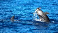 HPAI detected in endangered dolphins in Brazil