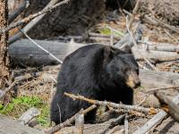 Colorado Bear Attacks 2026: Why Fall Hyperphagia Heightens Risk