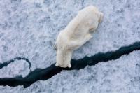 From Mammoths to melting ice, the astonishing story of our fragile planet