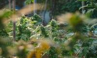 Cannabis insurance bill could widen carrier options in E&S-heavy market