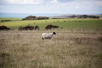 UK government opens £233 million fund to bolster sustainable farming and food production