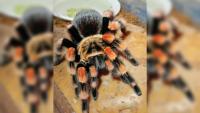 Illegal trafficking in Mexico: 75 tarantulas and 20 protected turtles rescued from a bus