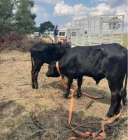 Operation Basadi recovers E290 000 livestock near Eswatini border