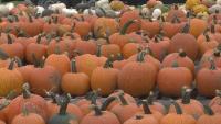 Indiana farmers face massive pumpkin shortage after August floods