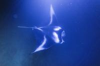 Mysterious manta rays from Kona Coast’s small familial group captivate 80,000 annually